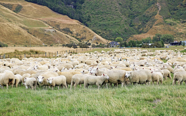 Kudde schapen - Nieuw-Zeeland - Foto, afbeelding