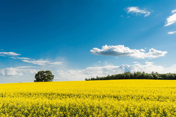 rapeseed field and blue sky with clouds on a sunny day - 写真・画像