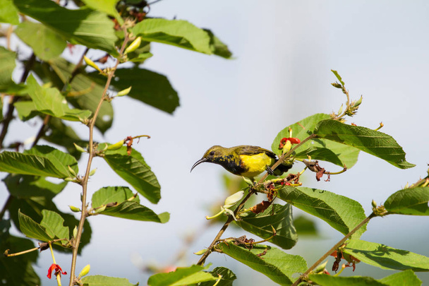 Olive-backed sunbird, Yellow-bellied sunbird - Photo, Image