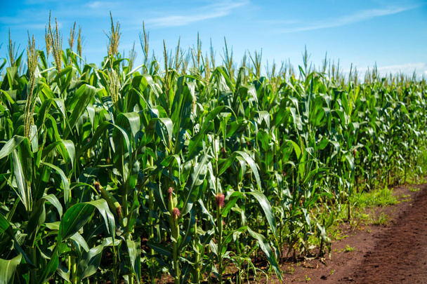 Plantación de maíz grano rural
 - Foto, imagen