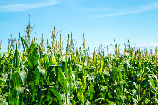 Plantación de maíz grano rural
 - Foto, imagen
