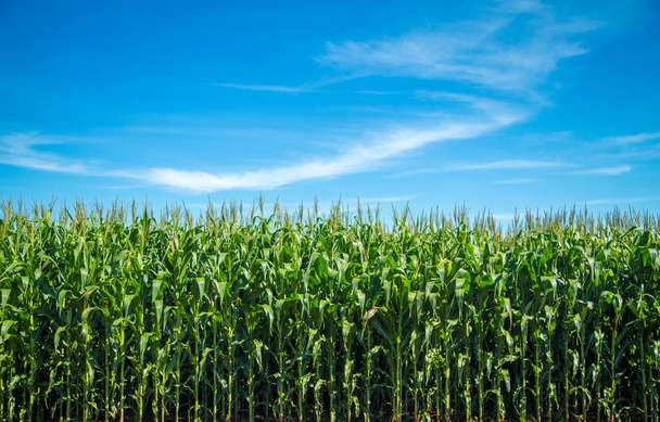 Plantación de maíz grano rural
 - Foto, Imagen