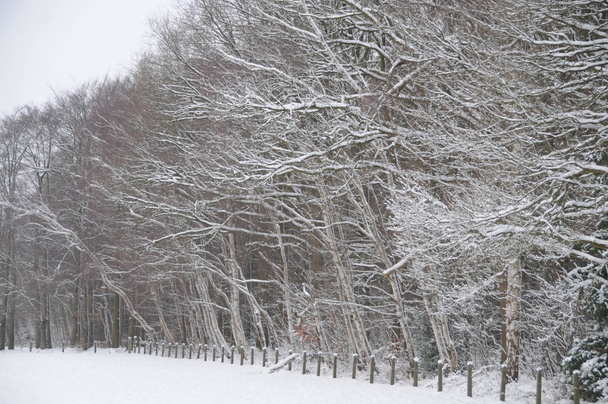 Karla kaplı orman - Fotoğraf, Görsel
