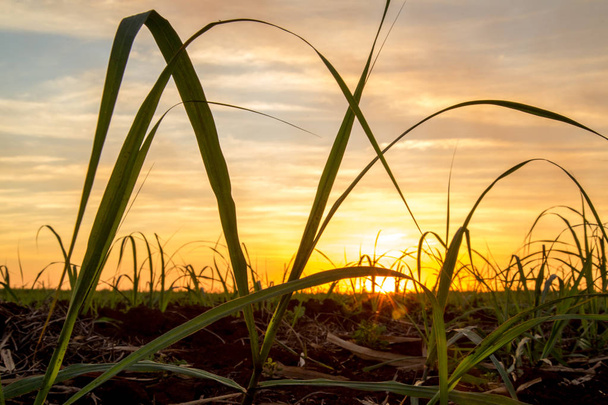 Západ slunce plantáže cukrové třtiny  - Fotografie, Obrázek