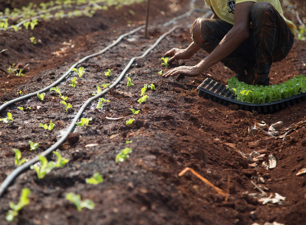 cultive lettuce worker rural - Fotografie, Obrázek