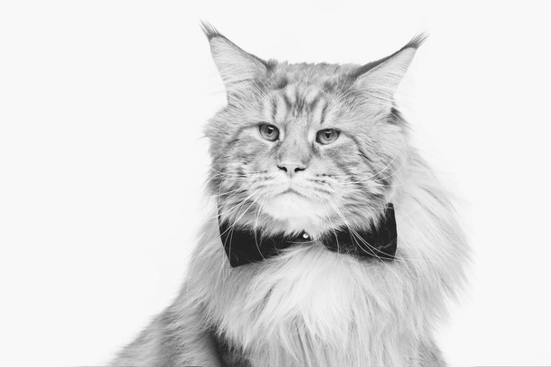 Krásná Mainská mývalí kočka s bow tie - Fotografie, Obrázek