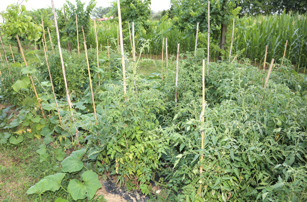 Sebze Bahçe sebze ekimi ile ve pl meyve - Fotoğraf, Görsel