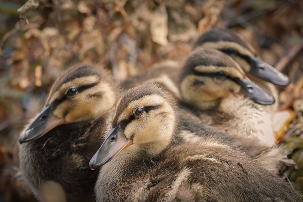 sweet little ducklings - Photo, Image