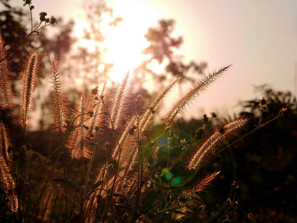 Backlit Poaceae at sunset - Photo, Image