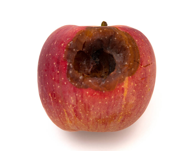 гниле яблуко з великою дірою на білому тлі
 - Фото, зображення