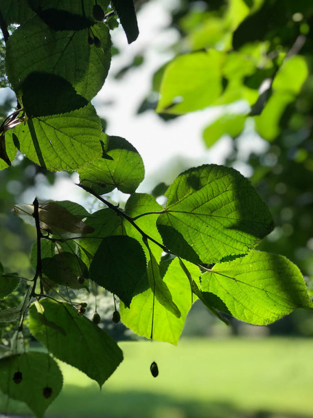 zblízka mokřadní husté, zelené listí v jihozápadní Polsko - Fotografie, Obrázek