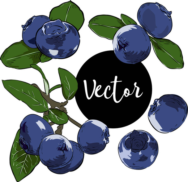 Sada vektorové ilustrace borůvky - Vektor, obrázek