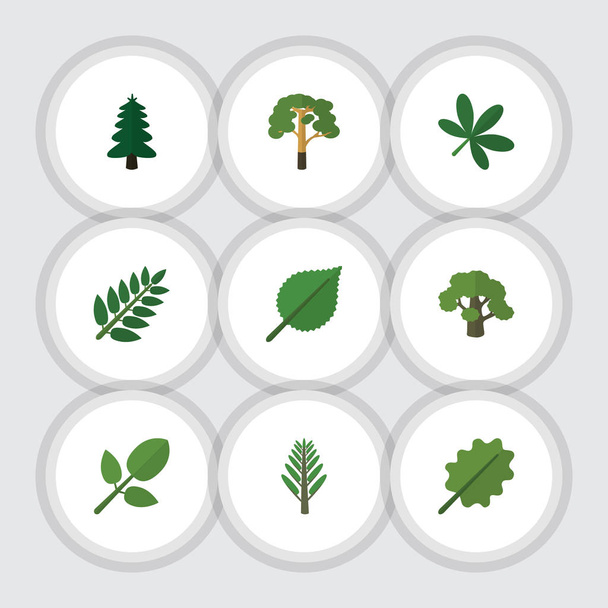 Flat Icon Natural Set Of Jungle, Foliage, Acacia Leaf And Other Vector Objects. Also Includes Alder, Park, Maple Elements. - Wektor, obraz