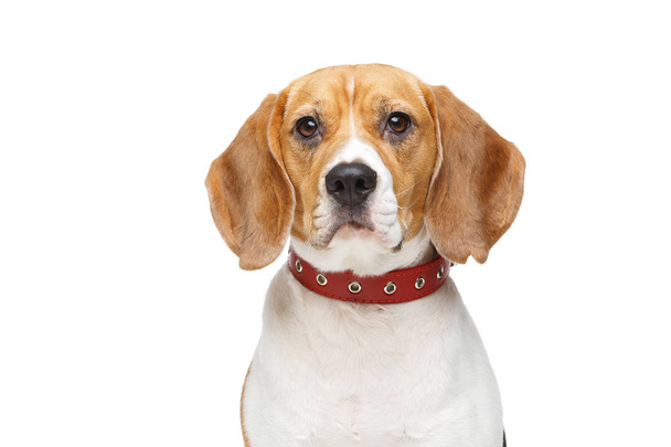 kaunis beagle koira eristetty valkoinen
 - Valokuva, kuva