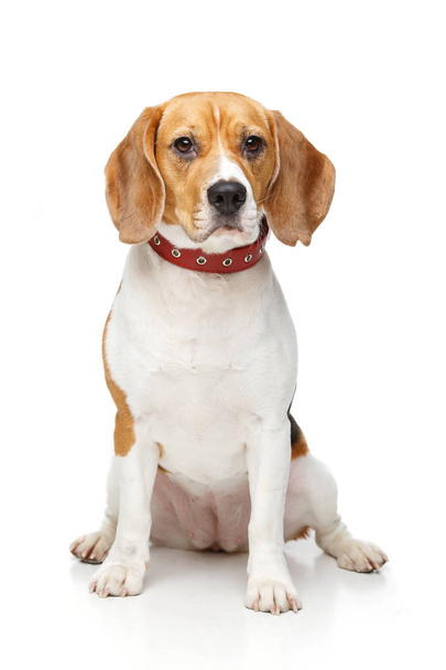 beautiful beagle dog isolated on white - 写真・画像