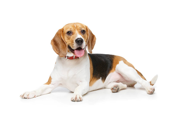 piękny pies beagle izolowane na białym - Zdjęcie, obraz