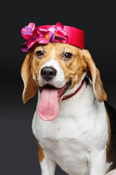 piękny pies gończy pies w różowy kapelusz - Zdjęcie, obraz