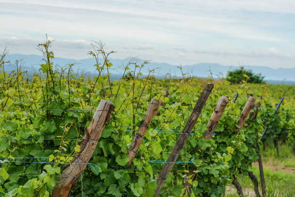 Листяно-зелені ліани в виноробні
 - Фото, зображення