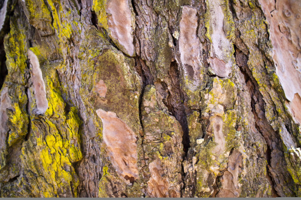 The bark of the pine  - Photo, Image
