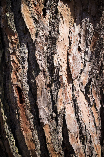 O latido do pinheiro
  - Foto, Imagem