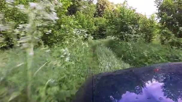 Grünes Auto geht im Wald auf Sommertour. Powder Clip - Filmmaterial, Video