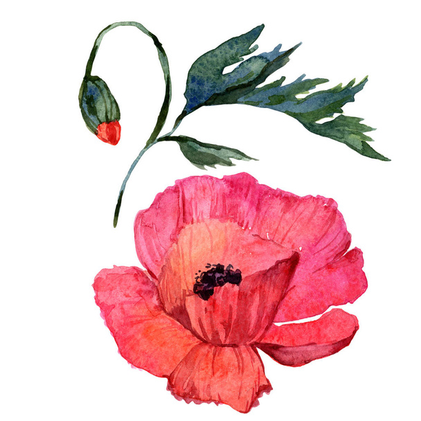 Wildflower poppy flower in a watercolor style isolated. - Fotoğraf, Görsel