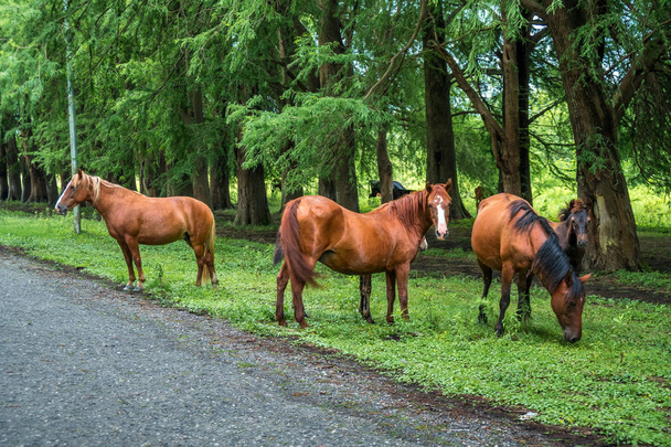 Лошади на дороге возле леса
 - Фото, изображение