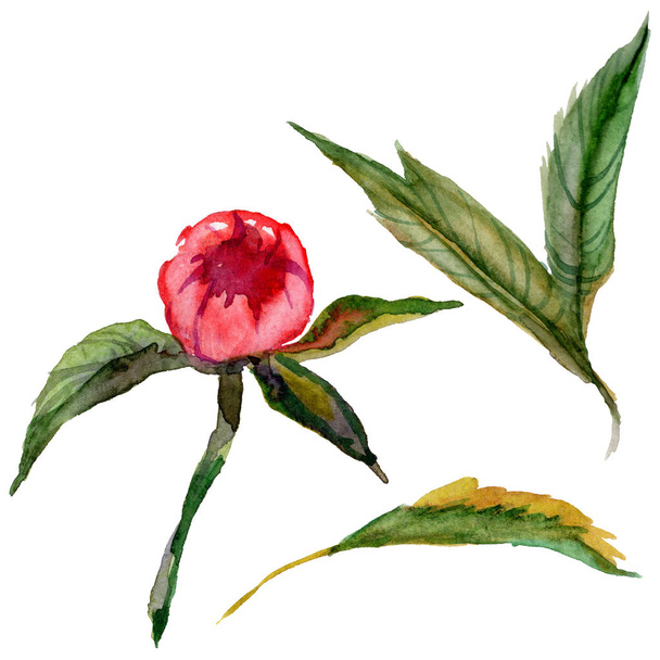 Wildflower peony flower in a watercolor style isolated. - Photo, Image
