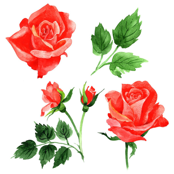 Flor silvestre rosas flor en un estilo de acuarela aislado
. - Foto, Imagen
