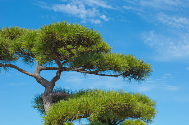 Japanese pine tree shallow depth of field vintage color tone. - Photo, Image