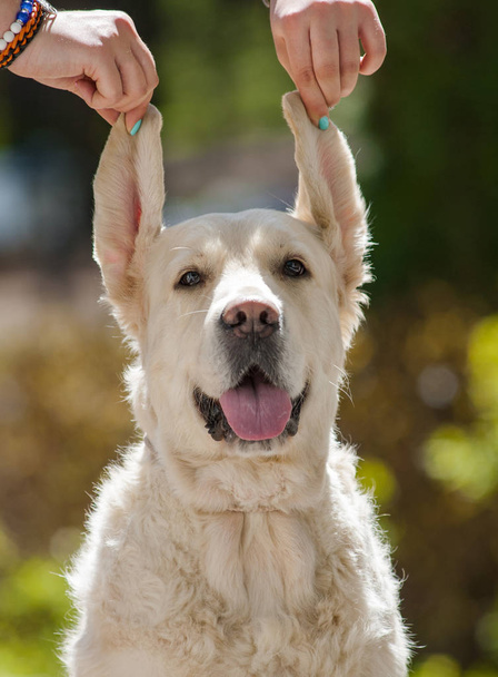 Funny golden retriever portrait with ears up - Photo, Image