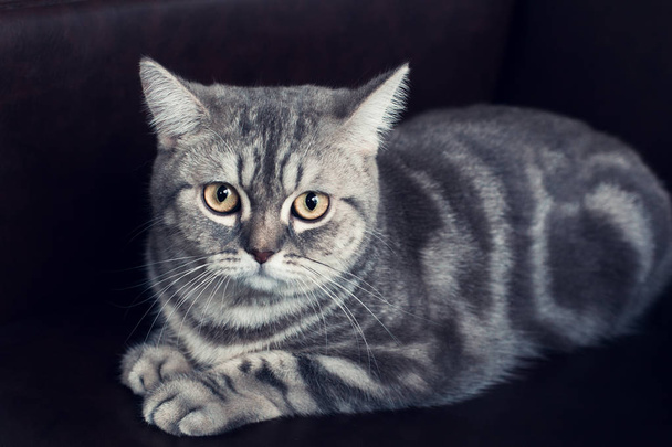 Beautiful  British shorthair grey cat  on sofa bed the brown bac - Photo, Image
