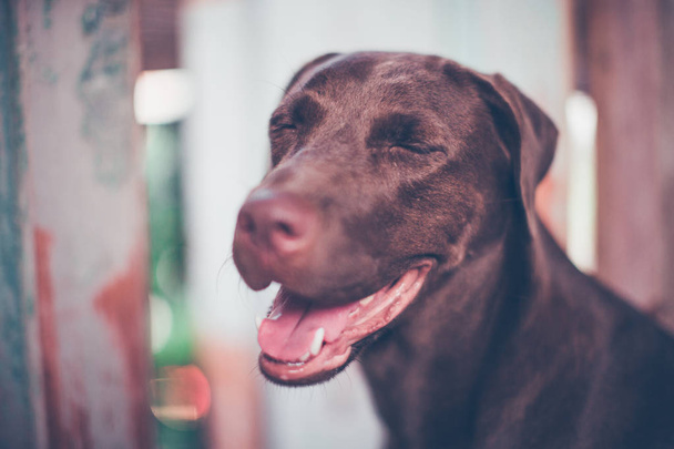 Mosolyogni kutya labrador-Vintage stílusú életlenítés háttér  - Fotó, kép