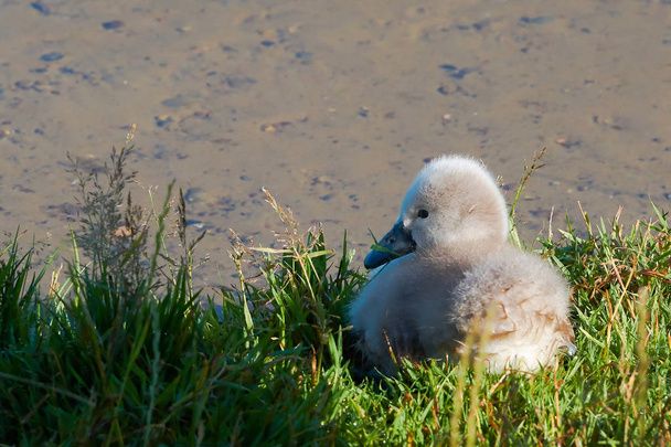 Mladá labuť na jezeře  - Fotografie, Obrázek