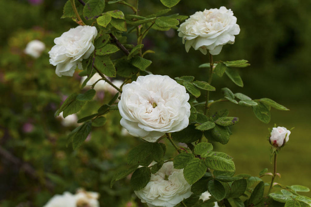  Rose "Madame Hardy" blossoms in a summer garden - Photo, Image