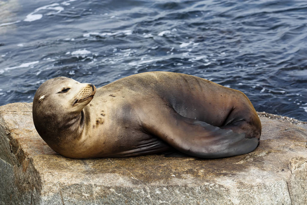 Sea Lion Sunning On Rock Monterey California - Valokuva, kuva