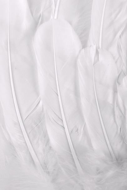 White wing feather texture - 写真・画像