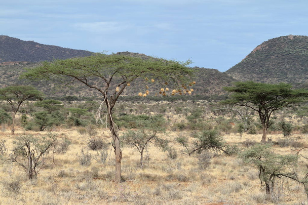 De Afrikaanse savanne in Kenia - Foto, afbeelding