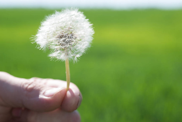 Dandelion seeds on a green background in hand - Photo, Image