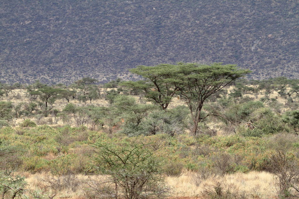 La sabana africana en Kenia
 - Foto, Imagen