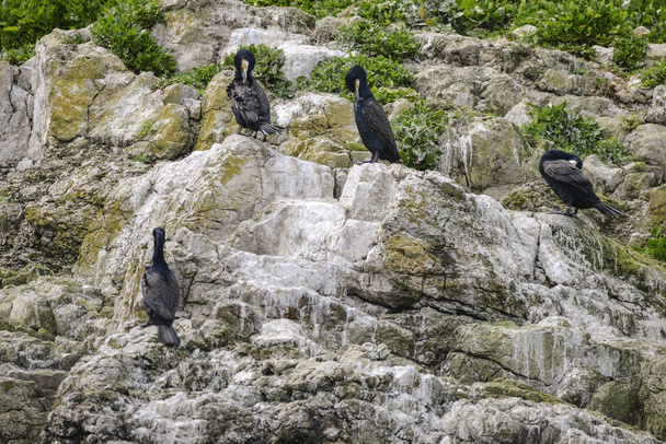 Cormorant Shag Phalacrocoracidae birds preening on rocky cliff f - Photo, Image