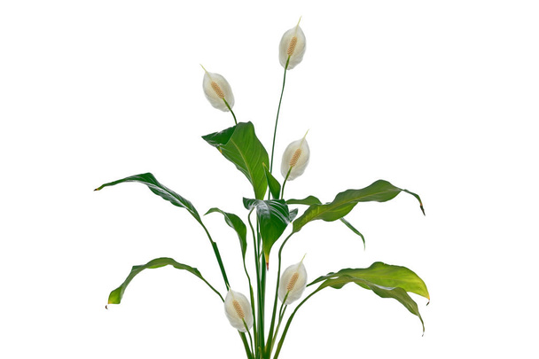 Egzotik çiçek spatifilyum  - Fotoğraf, Görsel