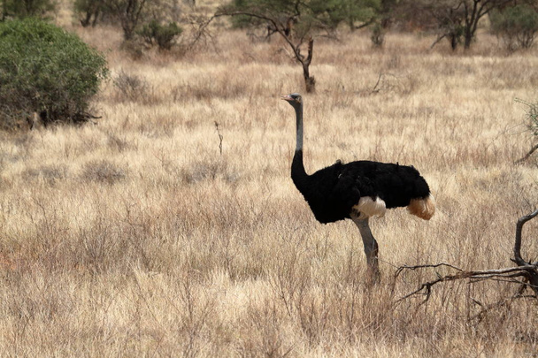 El avestruz pájaro en la sabana africana en Kania
 - Foto, imagen