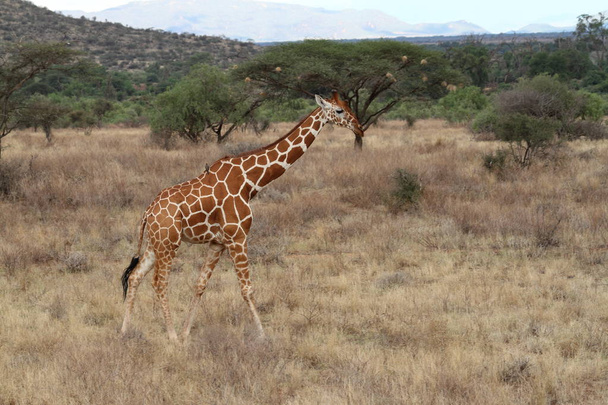 Giraffen in der afrikanischen Savanne Kenias - Foto, Bild