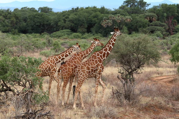 Girafas na savana africana do Quênia
 - Foto, Imagem