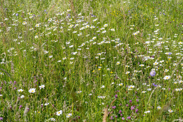 полевые цветы в весеннее время
 - Фото, изображение