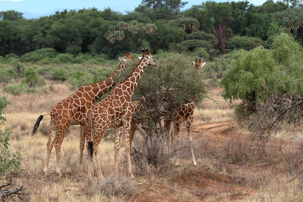 Giraffes in the African savannah of Kenya - Photo, Image