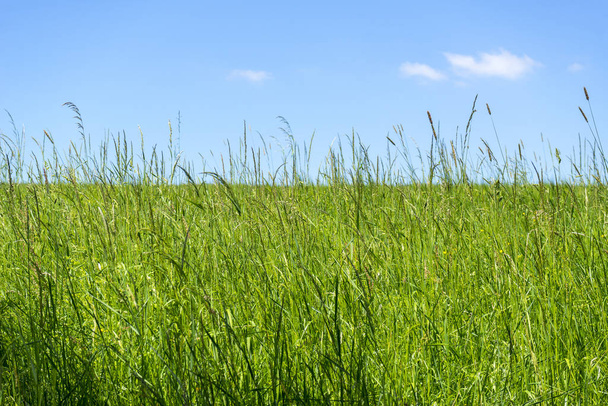 sunny grassland scenery - Foto, imagen