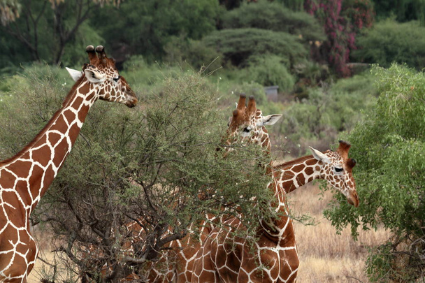 Giraffen in de Afrikaanse savanne van Kenia - Foto, afbeelding