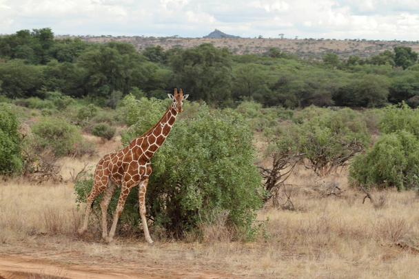 Giraffes in the African savannah of Kenya - Photo, Image